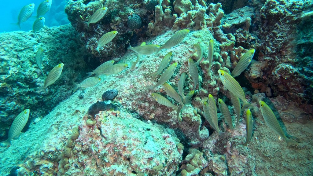 SALPA
FOTO ALEŠ SULIČ SUBNET DIVING PIRAN
SLOVENSKE RIBE V MORJU
Scuba diving Slovenia PADI
Potapljanje v Piranu