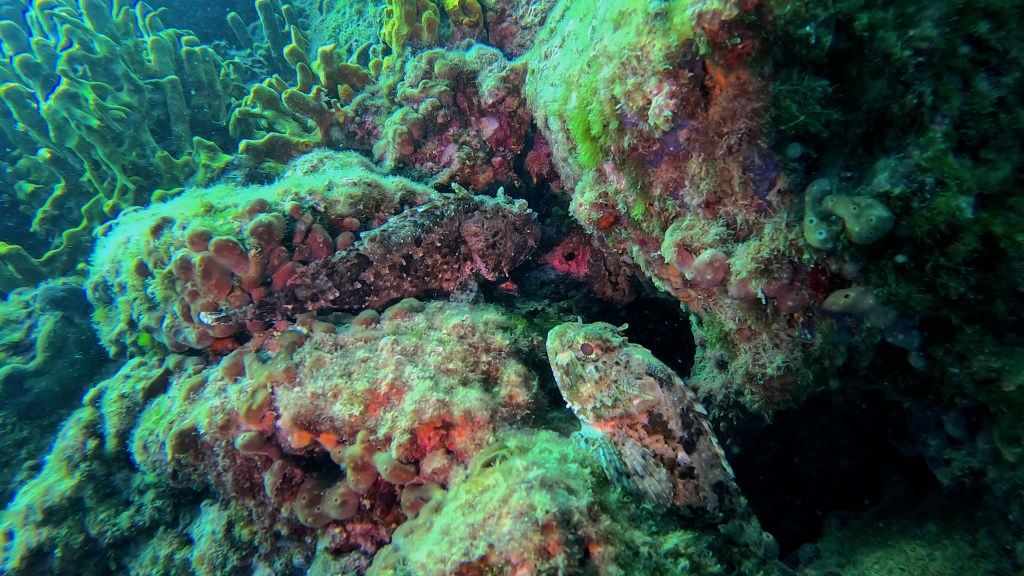 ŠKARPOČ - ŠKARPENA
FOTO ALEŠ SULIČ SUBNET DIVING PIRAN RIBE V SLOVENSKEM MORJU
Scuba diving Slovenia PADI
Potapljanje v Piranu