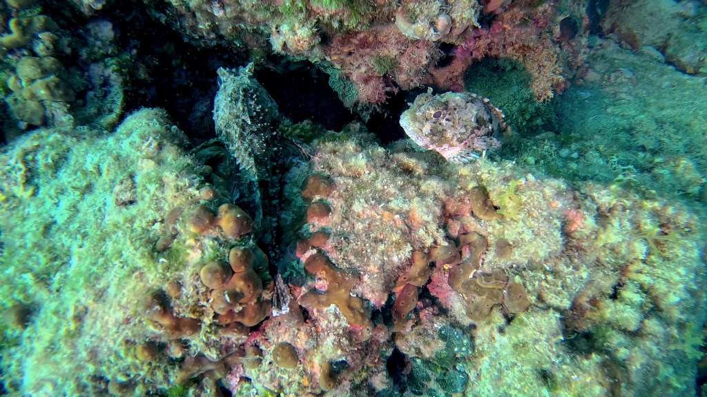 ŠKARPOČ - ŠKARPENA
FOTO ALEŠ SULIČ SUBNET DIVING PIRAN RIBE V SLOVENSKEM MORJU
Scuba diving Slovenia PADI
Potapljanje v Piranu