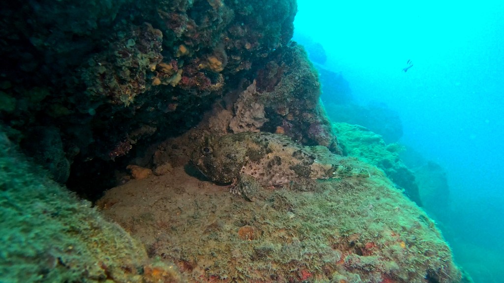 ŠKARPOČ - ŠKARPENA
FOTO ALEŠ SULIČ SUBNET DIVING PIRAN RIBE V SLOVENSKEM MORJU
Scuba diving Slovenia PADI
Potapljanje v Piranu