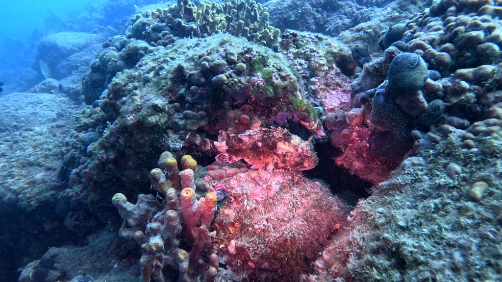 ŠKARPOČ - ŠKARPENA
FOTO ALEŠ SULIČ SUBNET DIVING PIRAN RIBE V SLOVENSKEM MORJU