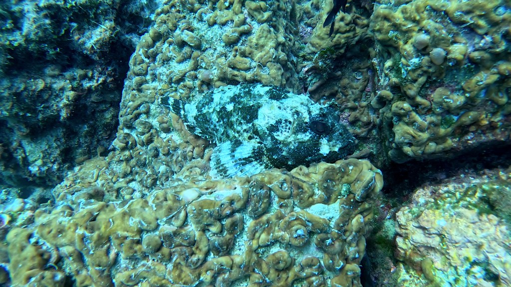 ŠKARPOČ - ŠKARPENA
FOTO ALEŠ SULIČ SUBNET DIVING PIRAN RIBE V SLOVENSKEM MORJU