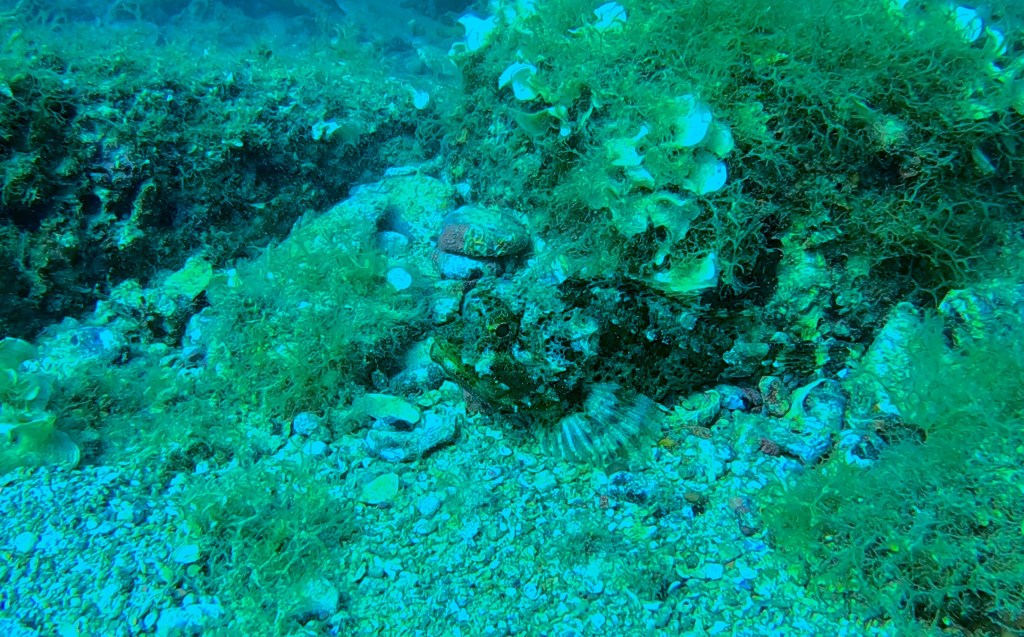 ŠKARPOČ - ŠKARPENA
FOTO ALEŠ SULIČ SUBNET DIVING PIRAN RIBE V SLOVENSKEM MORJU
Scuba diving Slovenia PADI
Potapljanje v Piranu