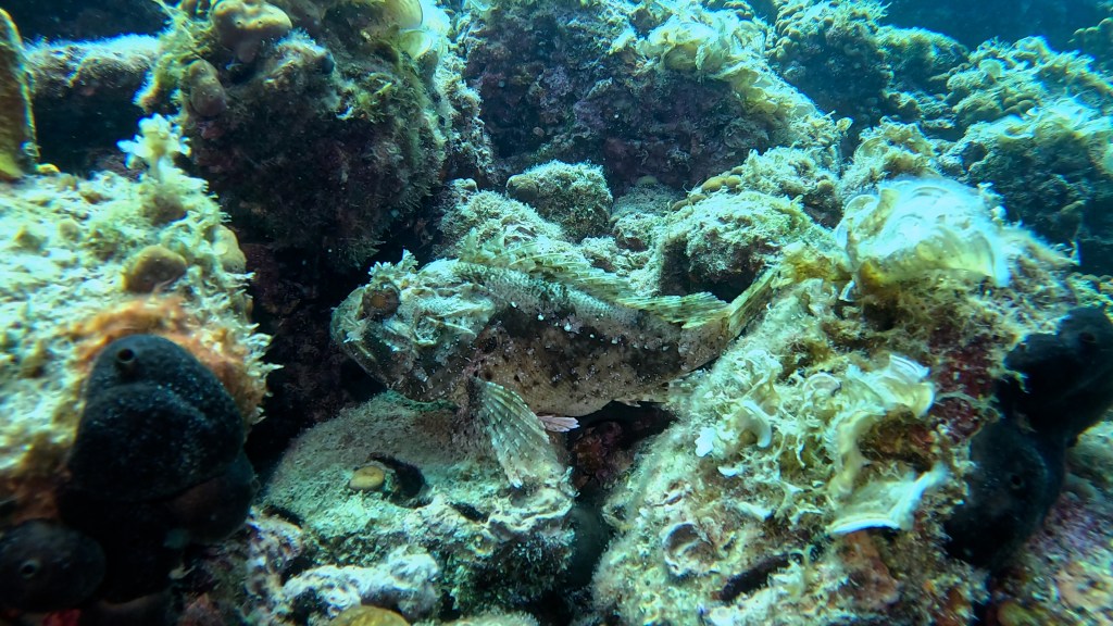ŠKARPOČ - ŠKARPENA
FOTO ALEŠ SULIČ SUBNET DIVING PIRAN RIBE V SLOVENSKEM MORJU
Scuba diving Slovenia PADI
Potapljanje v Piranu