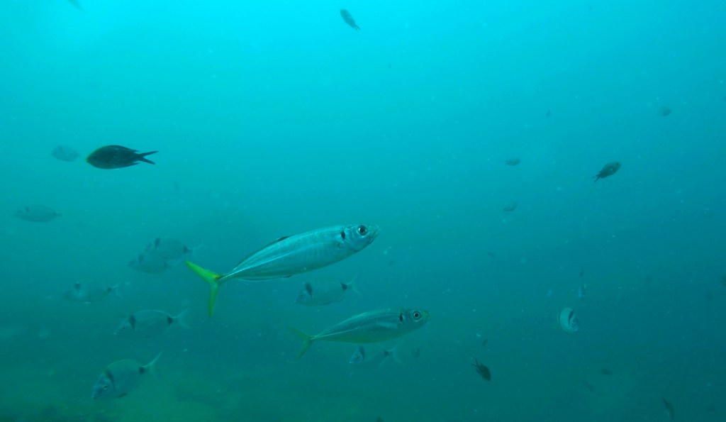 ŠNJUR RIBA SLIKE
FOTO ALEŠ SULIČ SUBNET DIVING PIRAN
SLOVENSKE RIBE V MORJU
Scuba diving Slovenia PADI
Potapljanje v Piranu