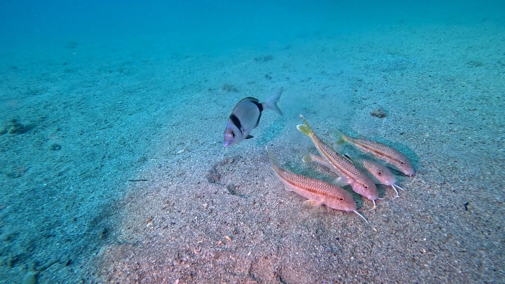 TRILIJA
FOTO ALEŠ SULIČ SUBNET DIVING PIRAN RIBE V SLOVENSKEM MORJU
Scuba diving Slovenia PADI
Potapljanje v Piranu