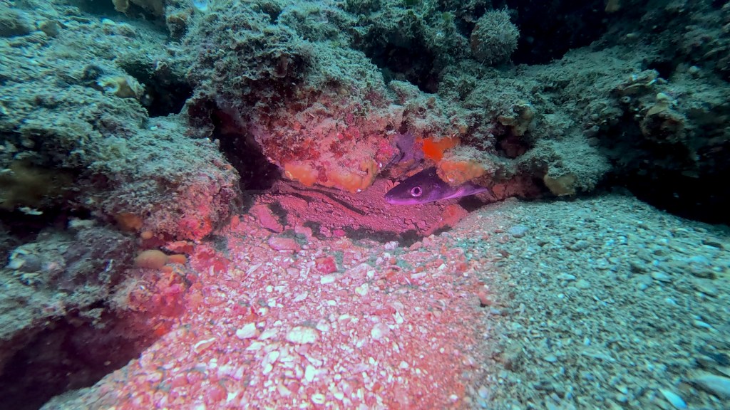 UGOR
FOTO ALEŠ SULIČ SUBNET DIVING PIRAN RIBE V SLOVENSKEM MORJU