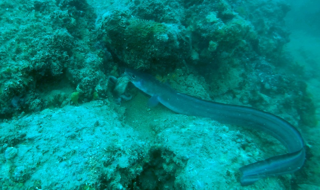 UGOR
FOTO ALEŠ SULIČ SUBNET DIVING PIRAN RIBE V SLOVENSKEM MORJU
Scuba diving Slovenia PADI
Potapljanje v Piranu