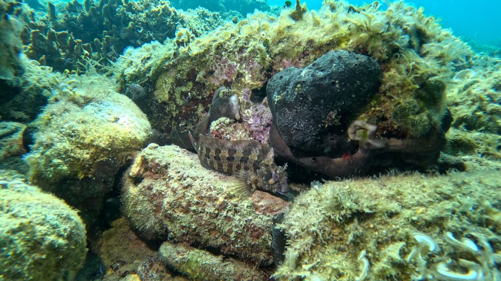 NAVADNA BABICA
FOTO ALEŠ SULIČ SUBNET DIVING PIRAN
SLOVENSKE RIBE V MORJU
Scuba diving Slovenia PADI
Potapljanje v Piranu