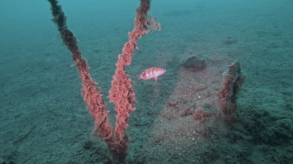VOLKEC
FOTO ALEŠ SULIČ SUBNET DIVING PIRAN
SLOVENSKE RIBE V MORJU
Scuba diving Slovenia PADI
Potapljanje v Piranu