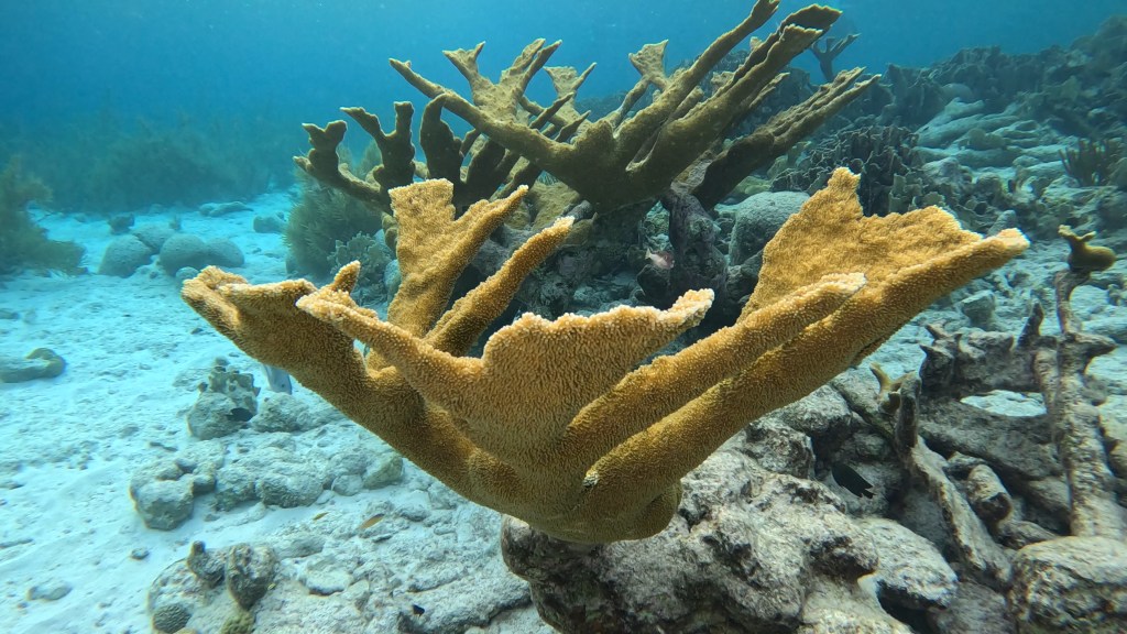 Elkhorn coral
foto Ales Sulic SUBNET DIVING Tropical Corals and Sea Animals