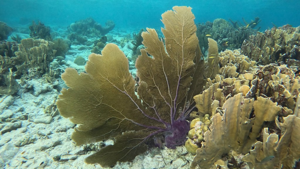Gorgonian Sea Fan Coral
foto Ales Sulic SUBNET DIVING Tropical Corals and Sea Animals