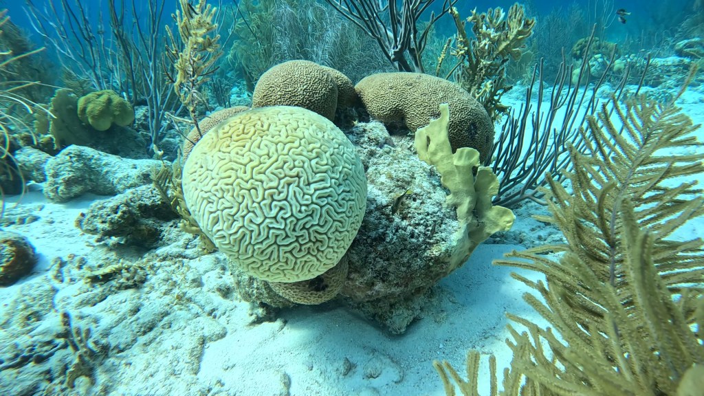 Grooved Brain Coral
foto Ales Sulic SUBNET DIVING Tropical Corals and Sea Animals