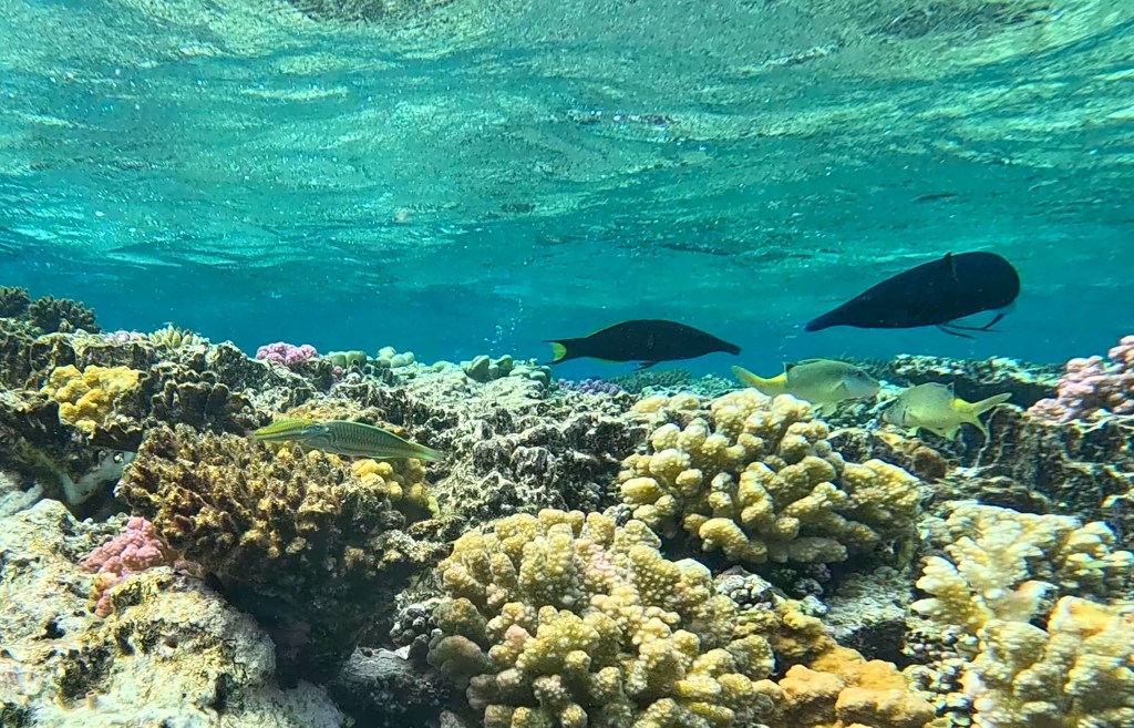 BIRDWRASE FISH
FOTO ALEŠ SULIČ
SUBNET DIVING