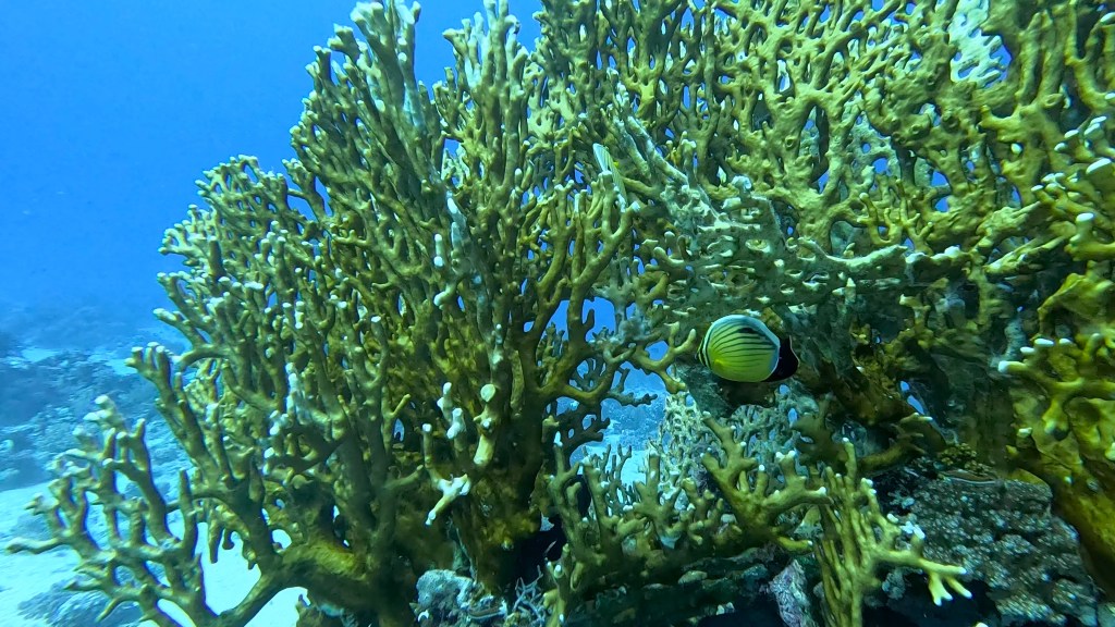 BLACKTAIL BUTTERFLYFISH
4K PHOTOS OF FISH
FOTO ALEŠ SULIČ
SUBNET DIVING
REEF ANAIMALS AND CORALS
FISH GALLERY