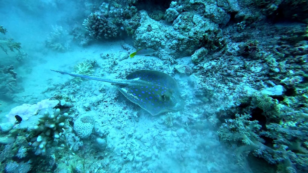 Blue Spotted Stingray - Taeniura lymma - Modro pikčasti morski bič 
BLUE SPOTTED STINGRAY
4K PHOTOS OF FISH
FOTO ALEŠ SULIČ
SUBNET DIVING
REEF ANAIMALS AND CORALS