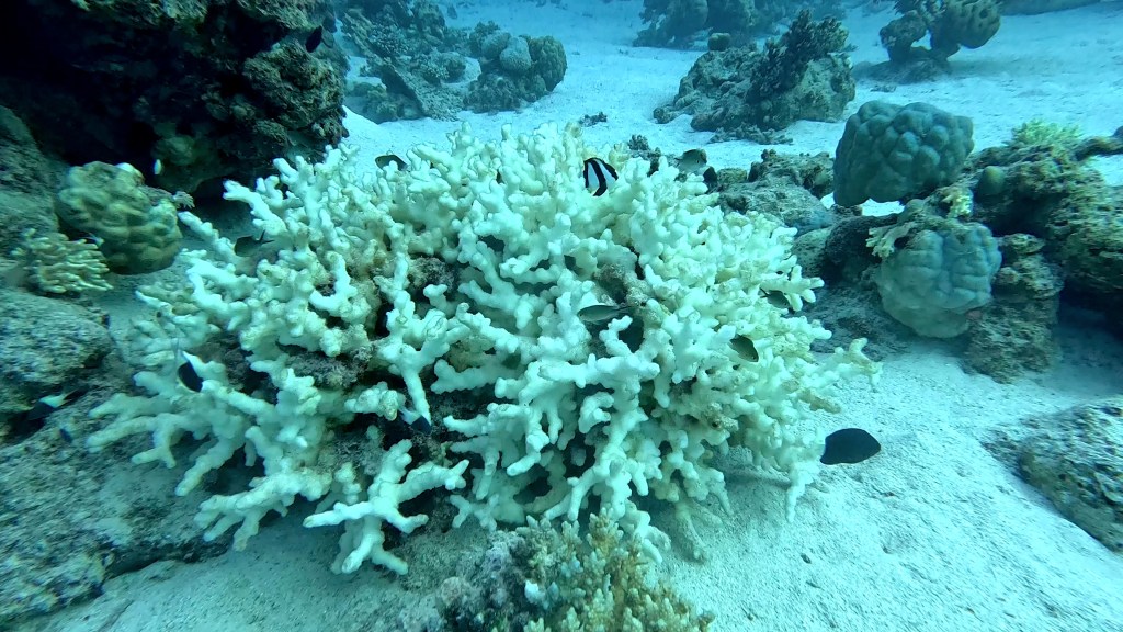 foto Ales Sulic SUBNET DIVING Tropical Corals and Sea Animals
