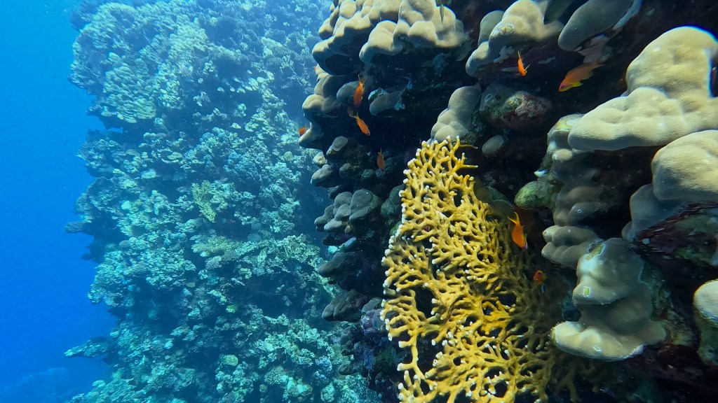 foto Ales Sulic SUBNET DIVING Tropical Corals and Sea Animals