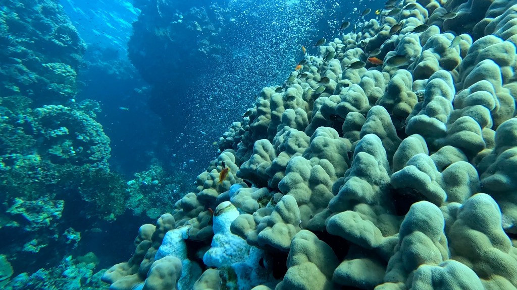 foto Ales Sulic SUBNET DIVING Tropical Corals and Sea Animals