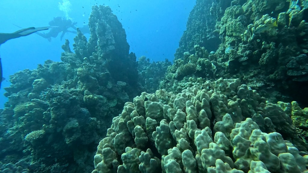 foto Ales Sulic SUBNET DIVING Tropical Corals and Sea Animals