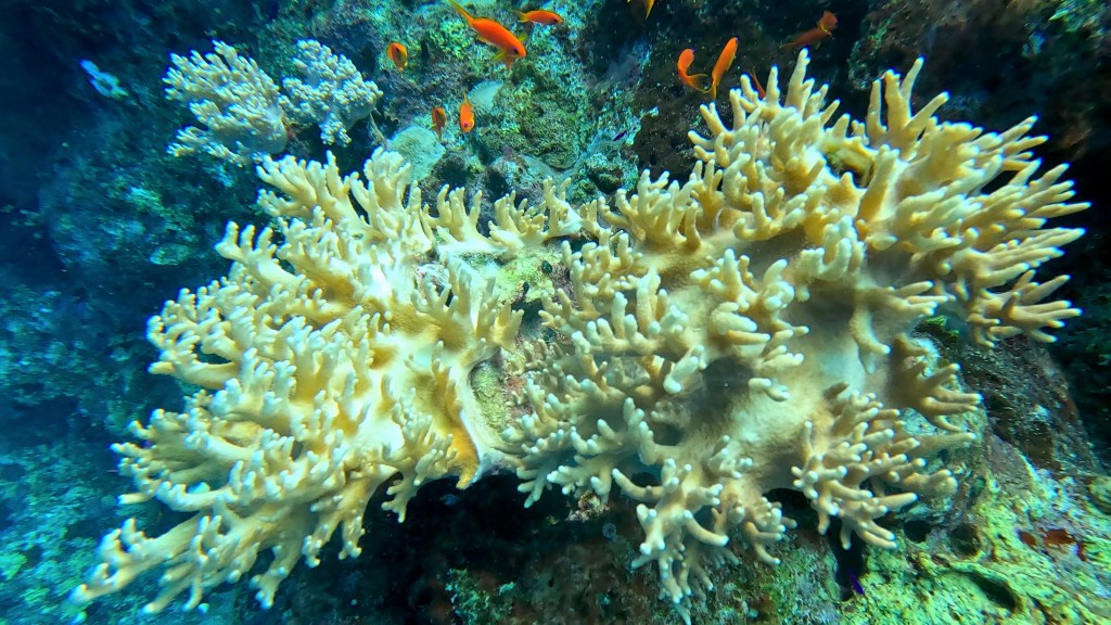 foto Ales Sulic SUBNET DIVING Tropical Corals and Sea Animals