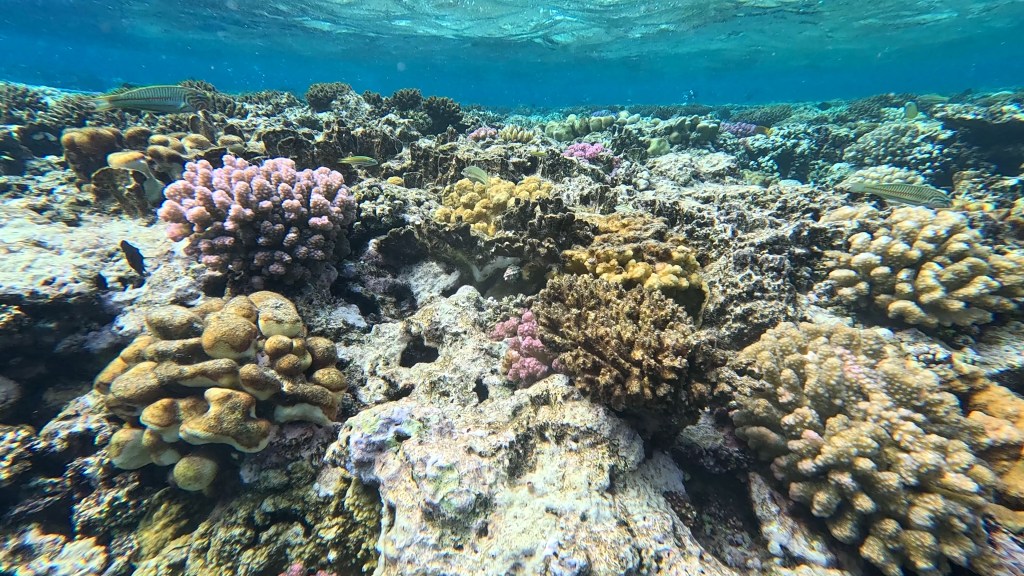 foto Ales Sulic SUBNET DIVING Tropical Corals and Sea Animals