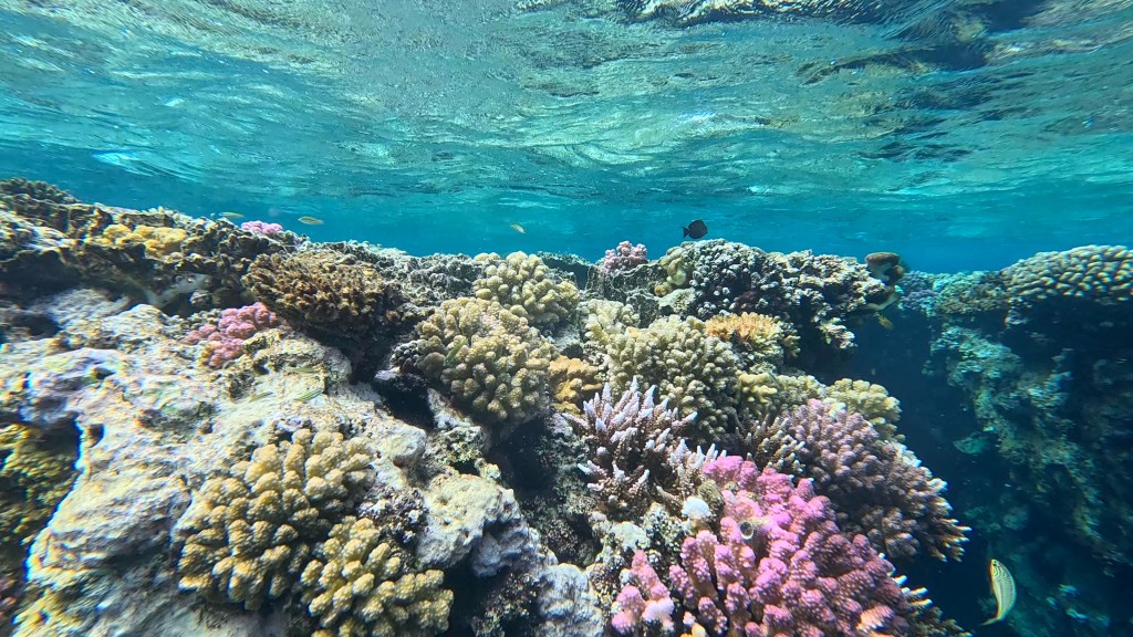 foto Ales Sulic SUBNET DIVING Tropical Corals and Sea Animals