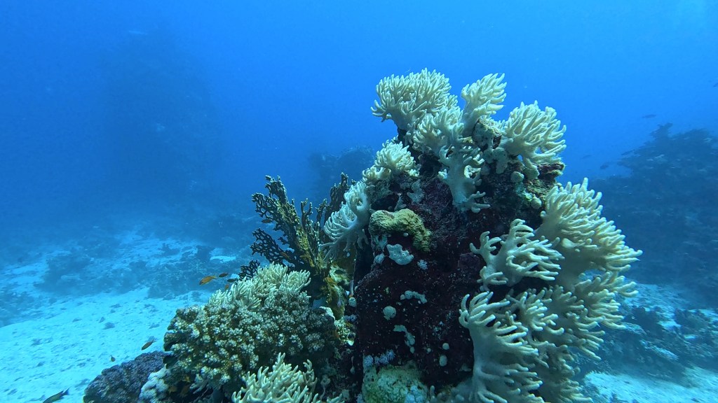 foto Ales Sulic SUBNET DIVING Tropical Corals and Sea Animals