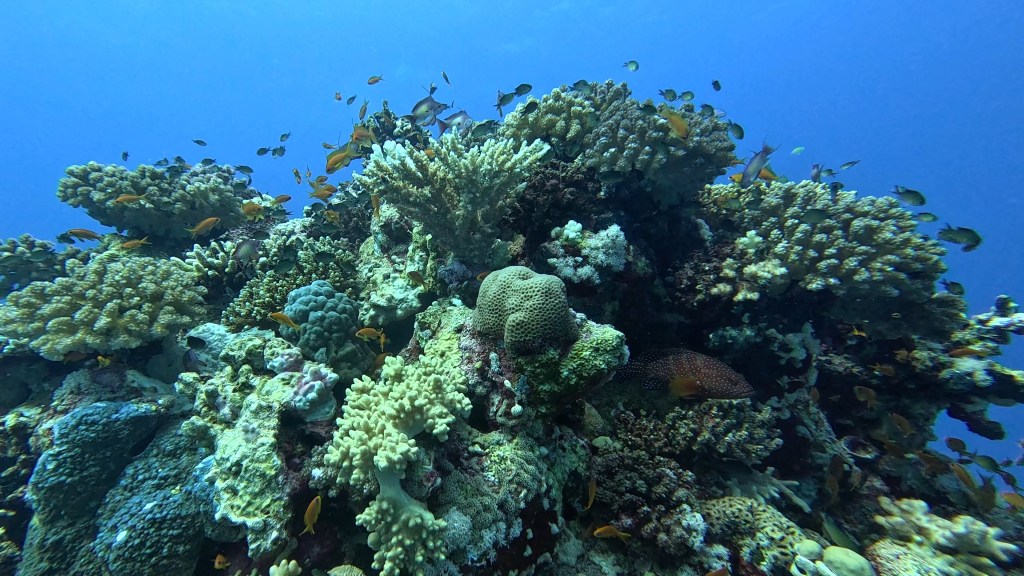 foto Ales Sulic SUBNET DIVING Tropical Corals and Sea Animals