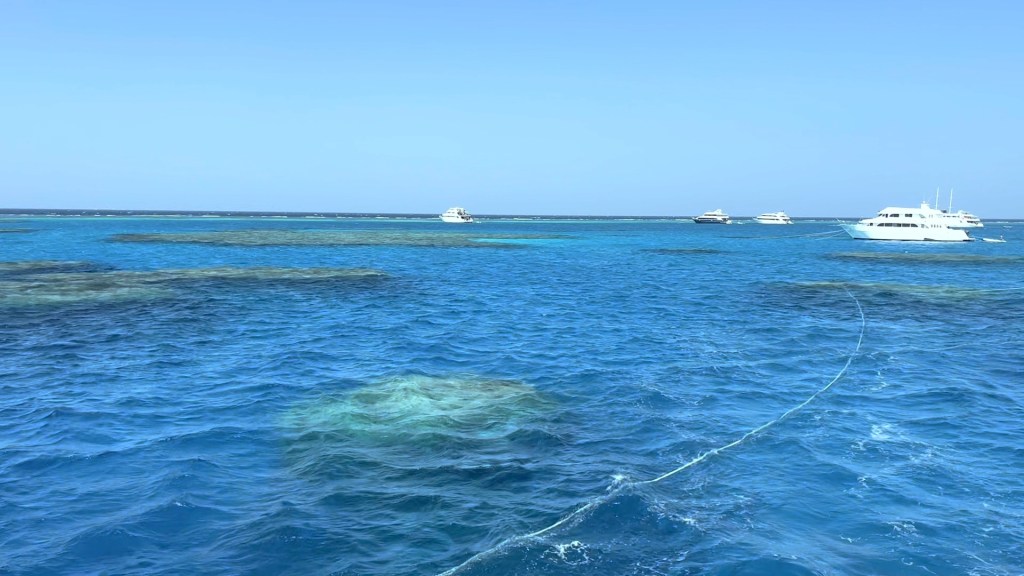 foto Ales Sulic SUBNET DIVING Tropical Corals and Sea Animals