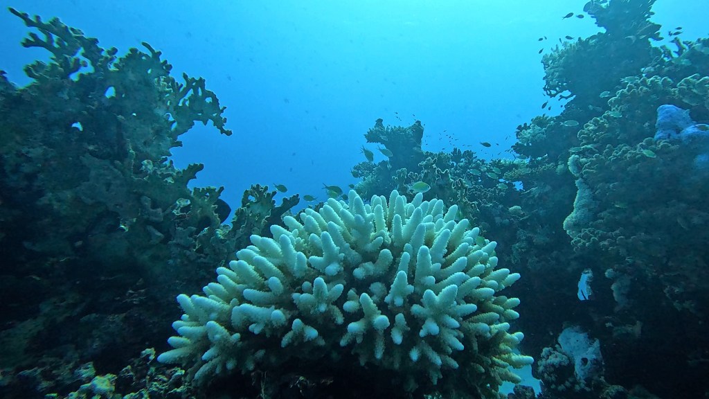 foto Ales Sulic SUBNET DIVING Tropical Corals and Sea Animals