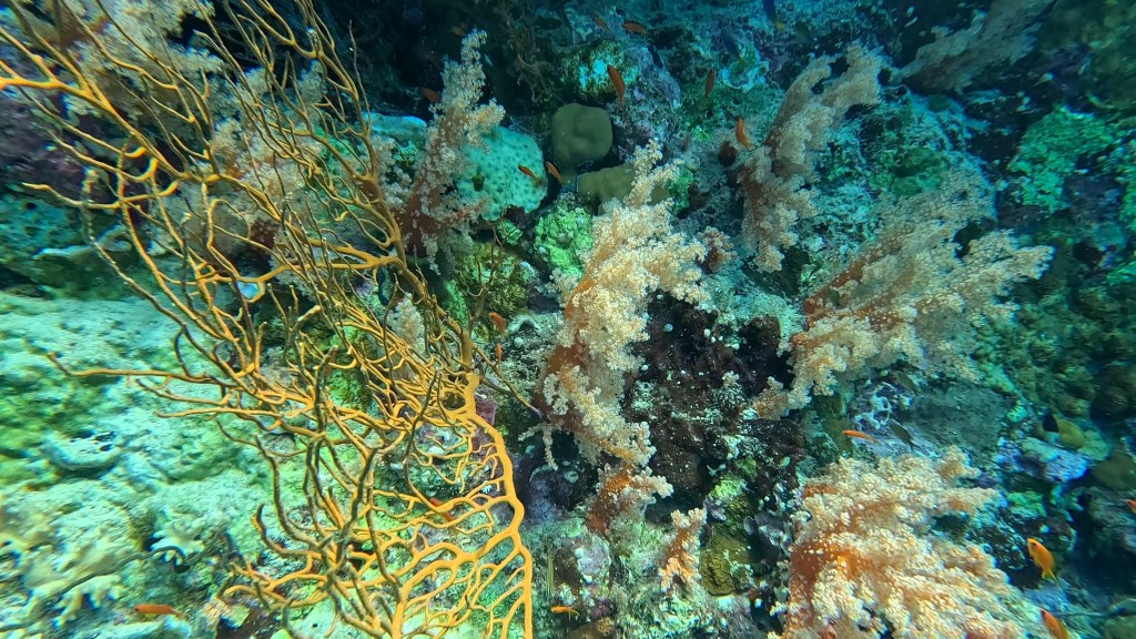 foto Ales Sulic SUBNET DIVING Tropical Corals and Sea Animals