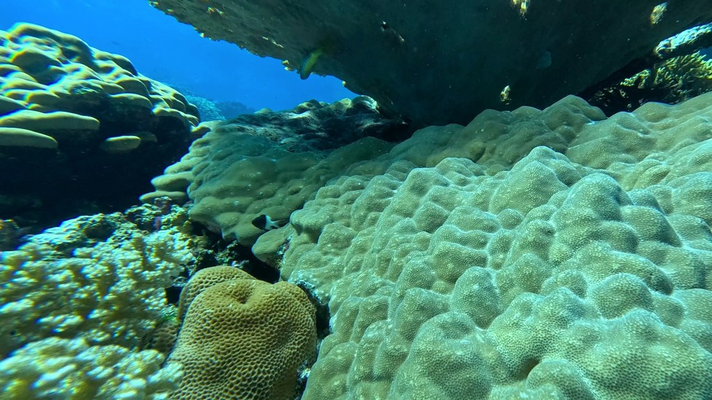 foto Ales Sulic SUBNET DIVING Tropical Corals and Sea Animals
