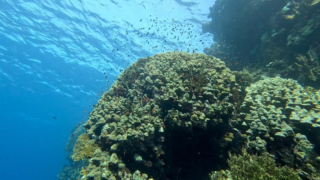 foto Ales Sulic SUBNET DIVING Tropical Corals and Sea Animals