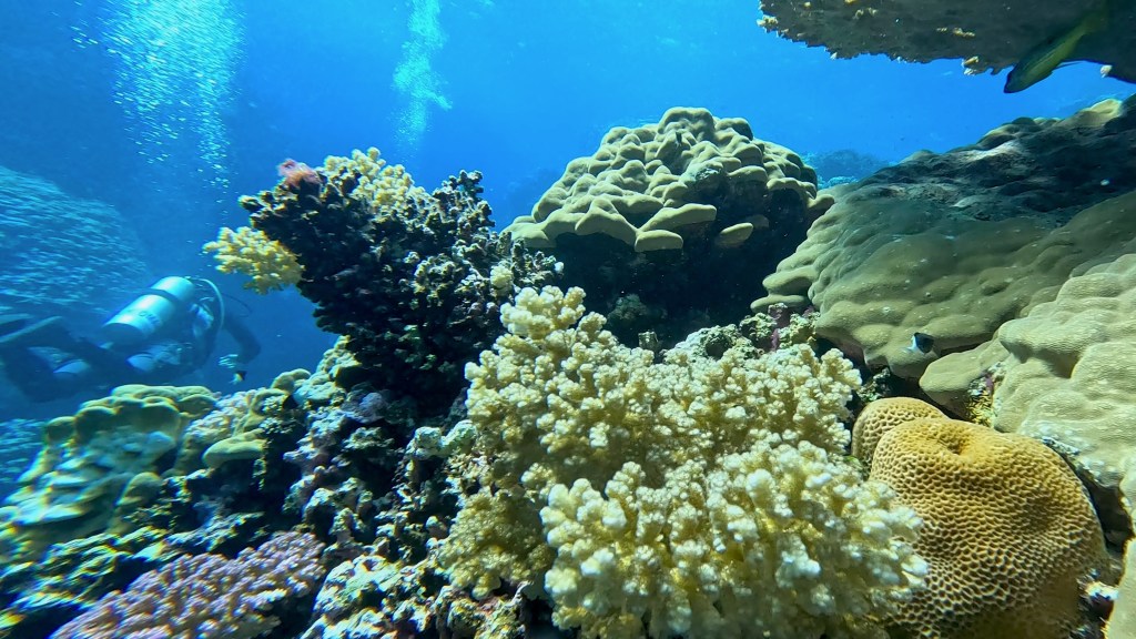foto Ales Sulic SUBNET DIVING Tropical Corals and Sea Animals