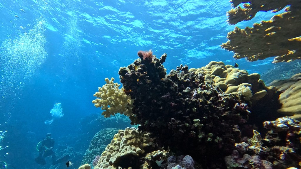 foto Ales Sulic SUBNET DIVING Tropical Corals and Sea Animals