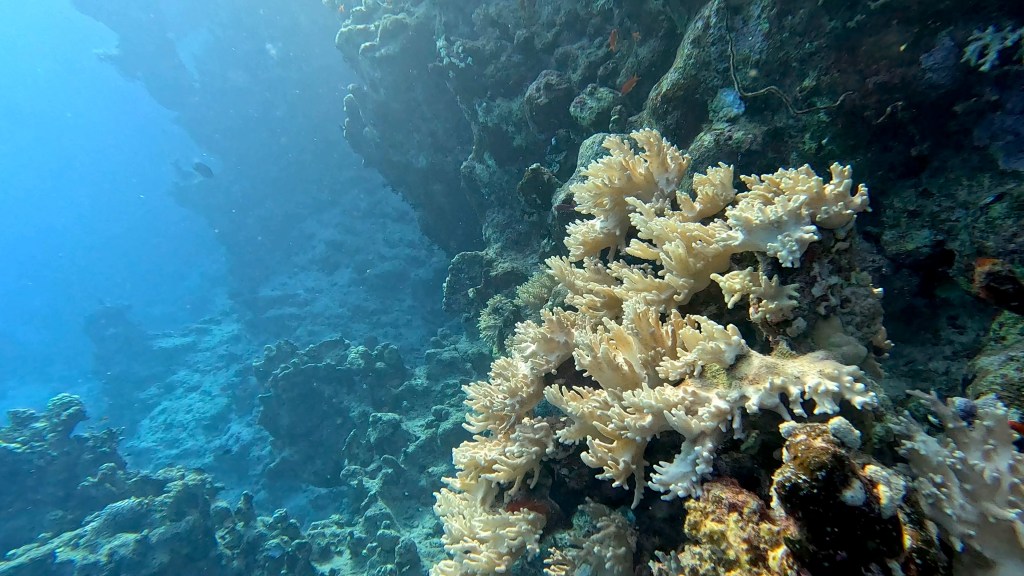 foto Ales Sulic SUBNET DIVING Tropical Corals and Sea Animals
