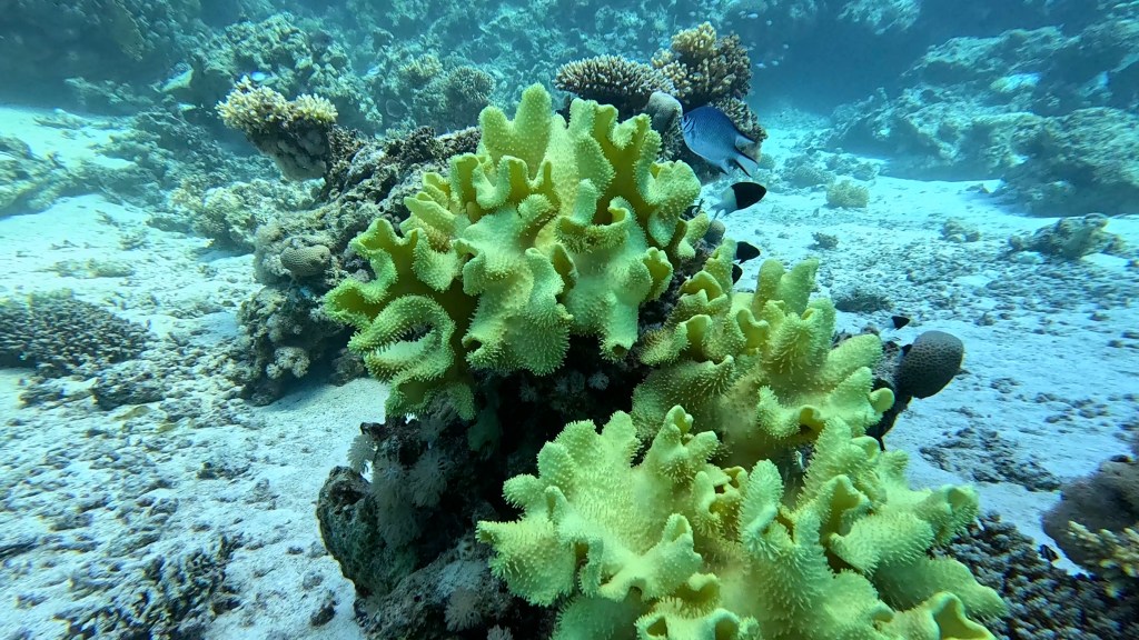 foto Ales Sulic SUBNET DIVING Tropical Corals and Sea Animals
