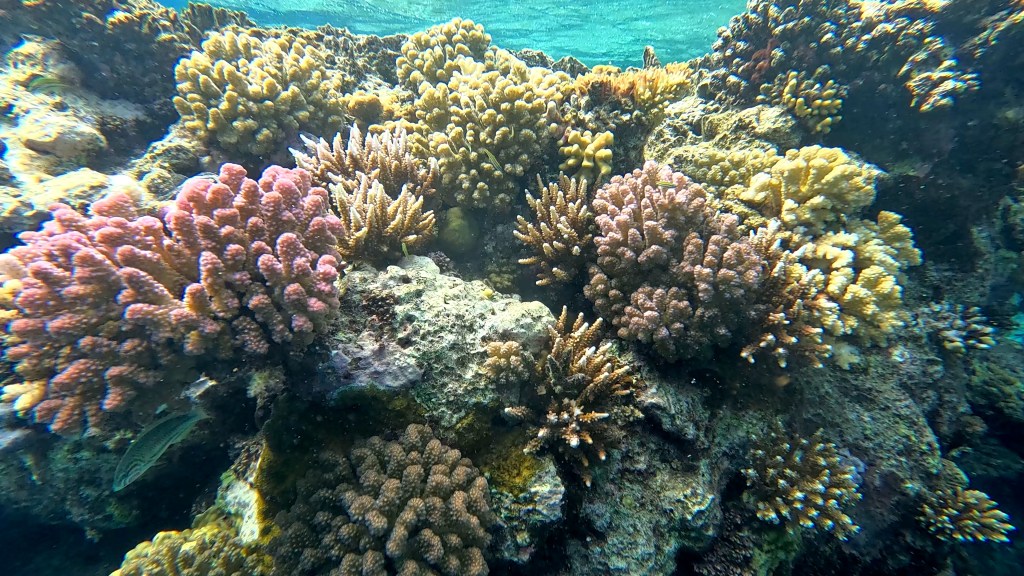 foto Ales Sulic SUBNET DIVING Tropical Corals and Sea Animals