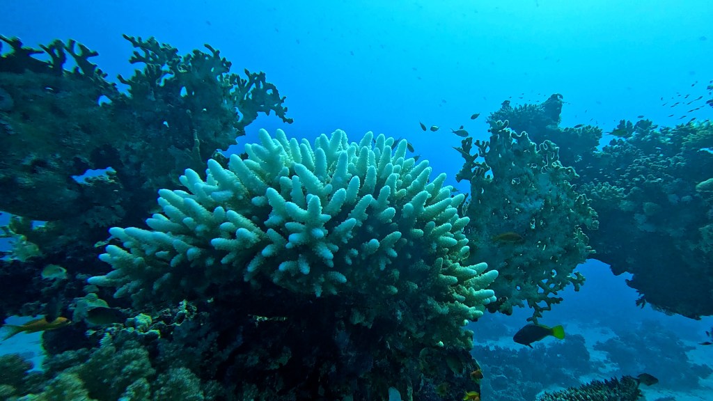 foto Ales Sulic SUBNET DIVING Tropical Corals and Sea Animals