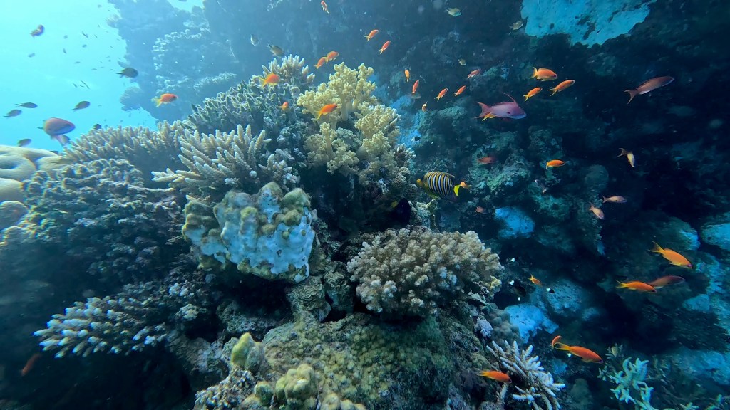 foto Ales Sulic SUBNET DIVING Tropical Corals and Sea Animals