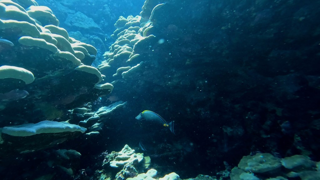 ELEGANT UNICORNFISH
SEA GOLDIE
foto Ales Sulic SUBNET DIVING Tropical Corals and Sea Animals