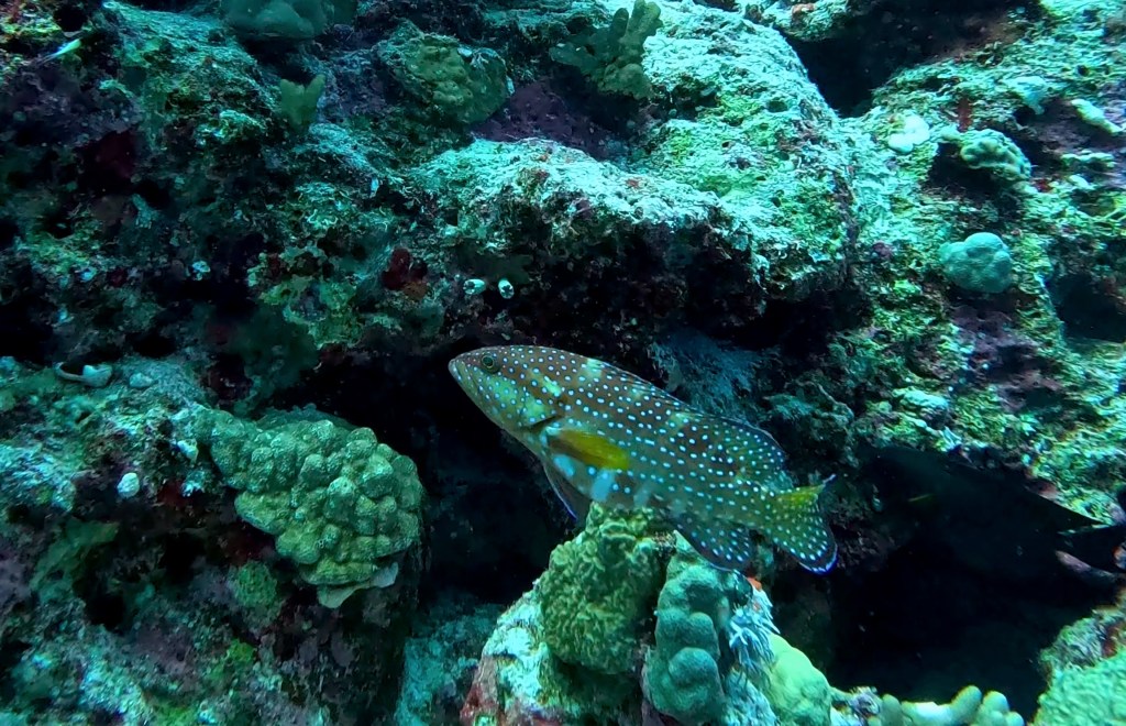 FOTO ALEŠ SULIČ
EGYPT DIVING PHOTOS
SUBNET DIVING TRAVEL
REEF ANIMALS AND CORALS
GROUPER FISH PHOTOS