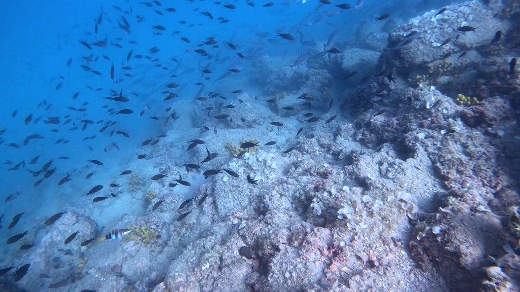 SUBNET DIVING
ŠOLA POTAPLJANAJA
VODENI POTOPI
IZPOSOJA OPREME
UPORABA CENTRA
FOTO ALEŠ SULIČ