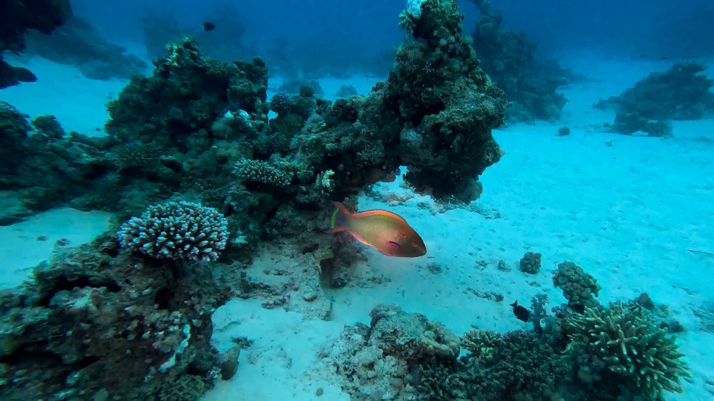 foto Ales Sulic SUBNET DIVING Tropical Corals and Sea Animals