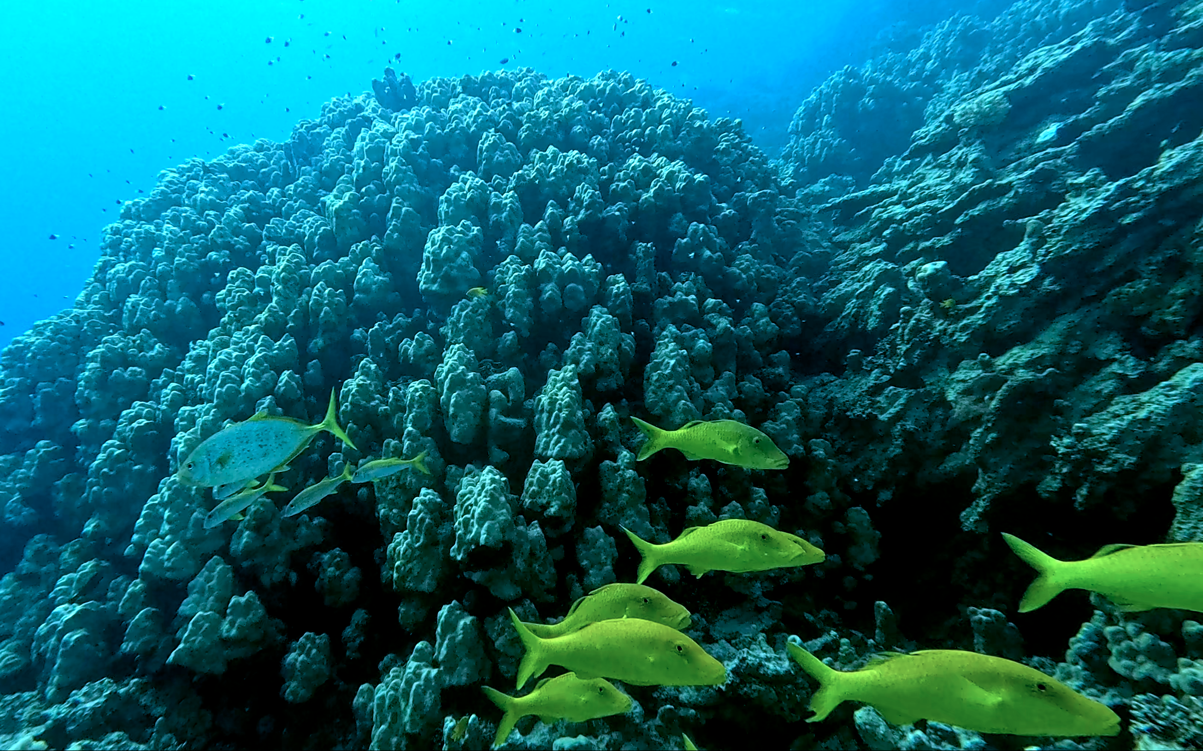 YELLOW SADDLE GOATFISH
FOTO ALEŠ SULIČ SUBNET DIVING
EGYPT SOUTH PHOTOS DIVING