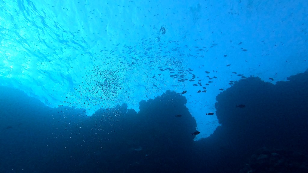 foto Ales Sulic SUBNET DIVING Tropical Corals and Sea Animals