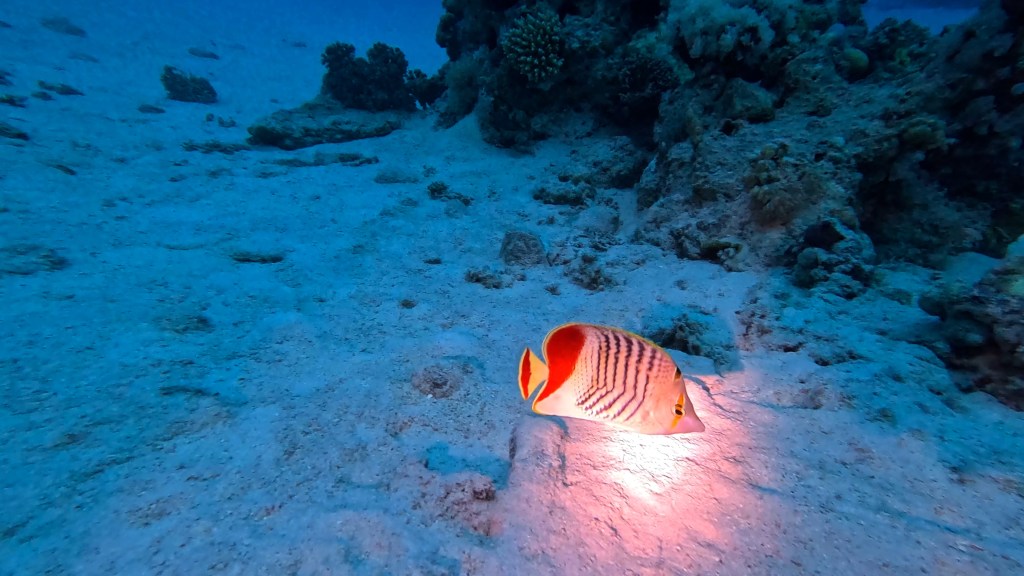 ERITREAN BUTTERFLYFISH
FOTO ALEŠ SULIČ SUBNET DIVING
EGYPT SOUTH PHOTOS DIVING