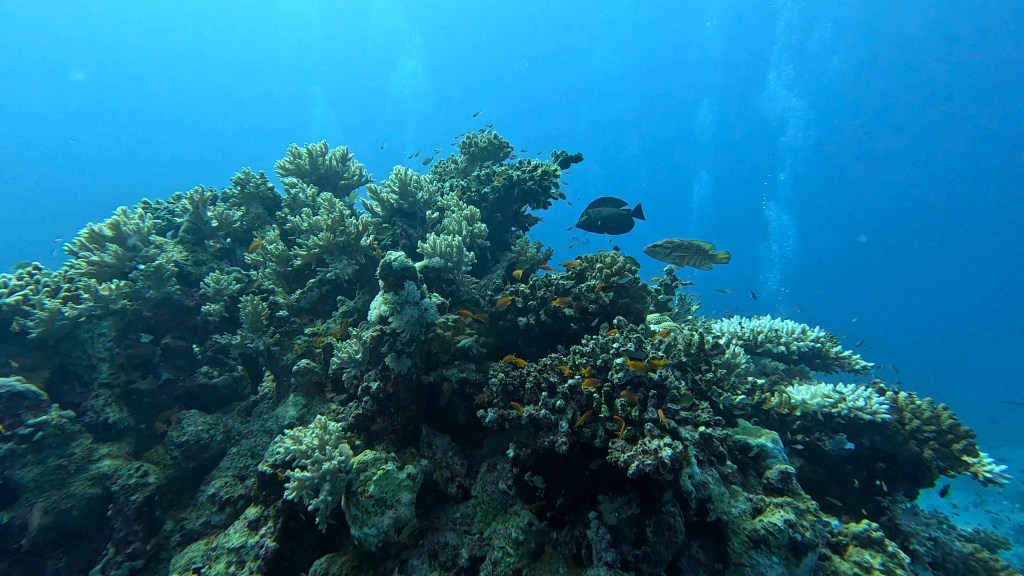 foto Ales Sulic SUBNET DIVING Tropical Corals and Sea Animals