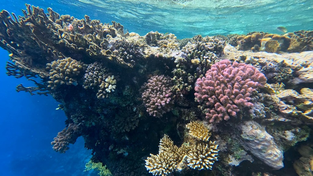 foto Ales Sulic SUBNET DIVING Tropical Corals and Sea Animals